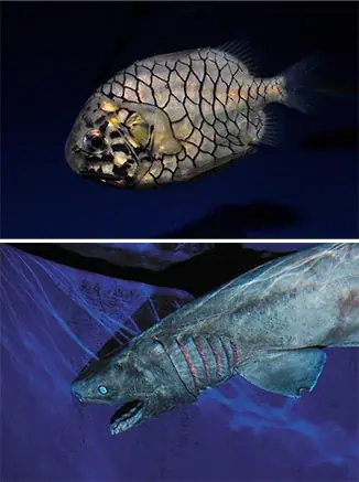 【ゴジラ 新江ノ島水族館 70周年特別企画】ゴジラVS江の島－えのすい怪獣大決戦－ まもなく開催‼ 画像 16