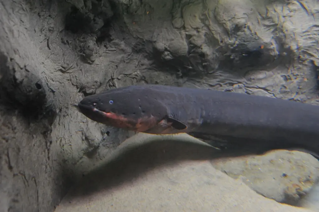 【ゴジラ 新江ノ島水族館 70周年特別企画】ゴジラVS江の島－えのすい怪獣大決戦－ まもなく開催‼ 画像 20