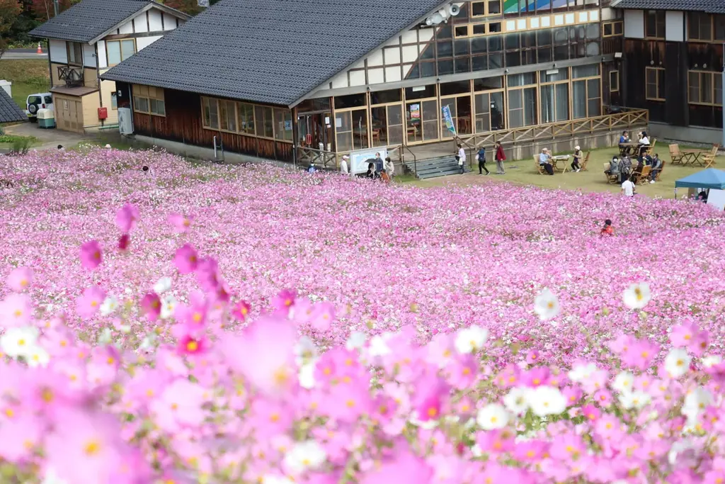 砺波で100万本のコスモス開幕　見どころガイド