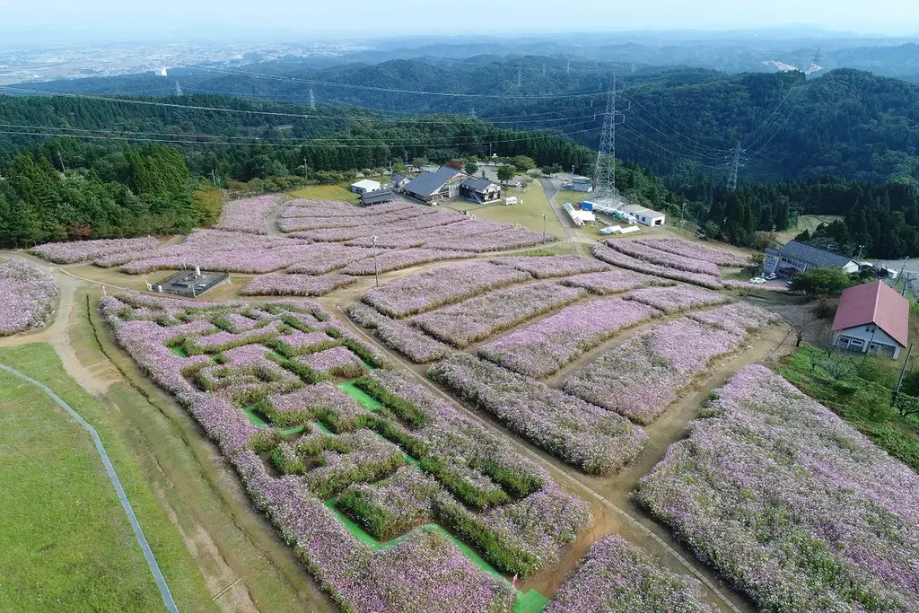 【富山県砺波市】本日スタート！100万本のコスモスが咲き誇る 画像 2