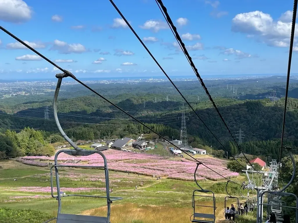 【富山県砺波市】本日スタート！100万本のコスモスが咲き誇る 画像 3
