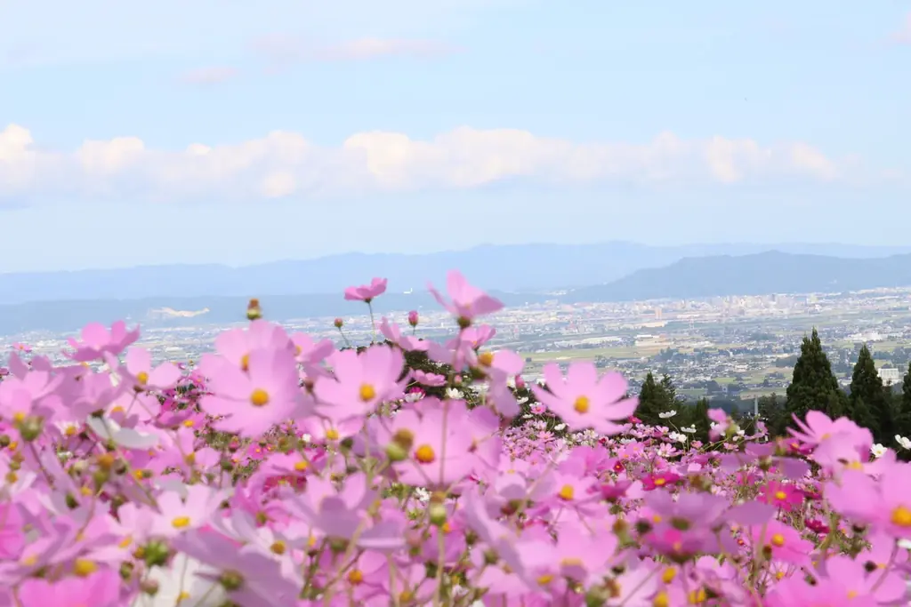【富山県砺波市】本日スタート！100万本のコスモスが咲き誇る 画像 4