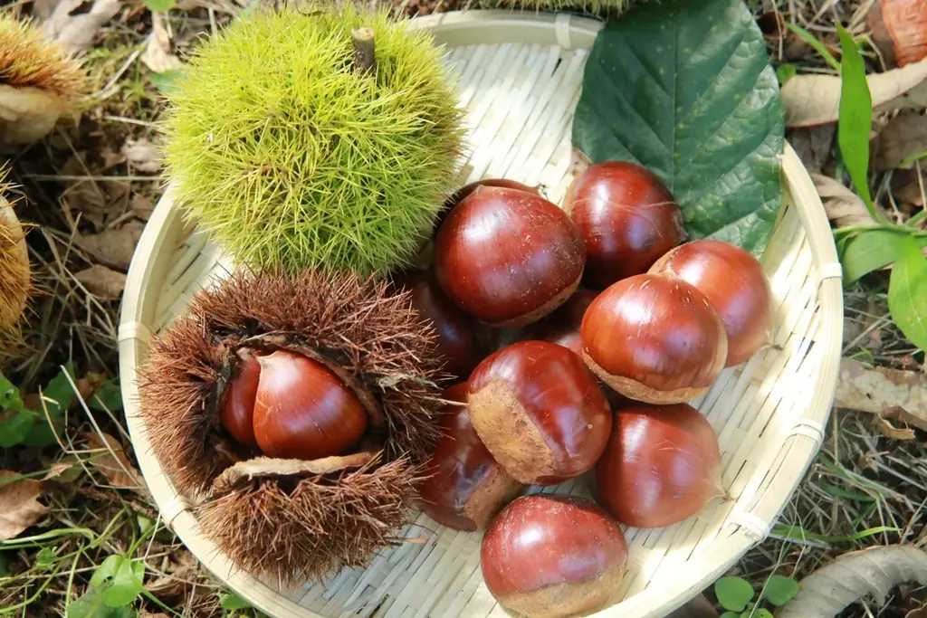 進化する栗スイーツ！熱海の「和栗菓子 kiito -生糸-」に新メニュー7種、最高級「丹波栗」や産地による「食べ比べセット」も新登場 画像 8