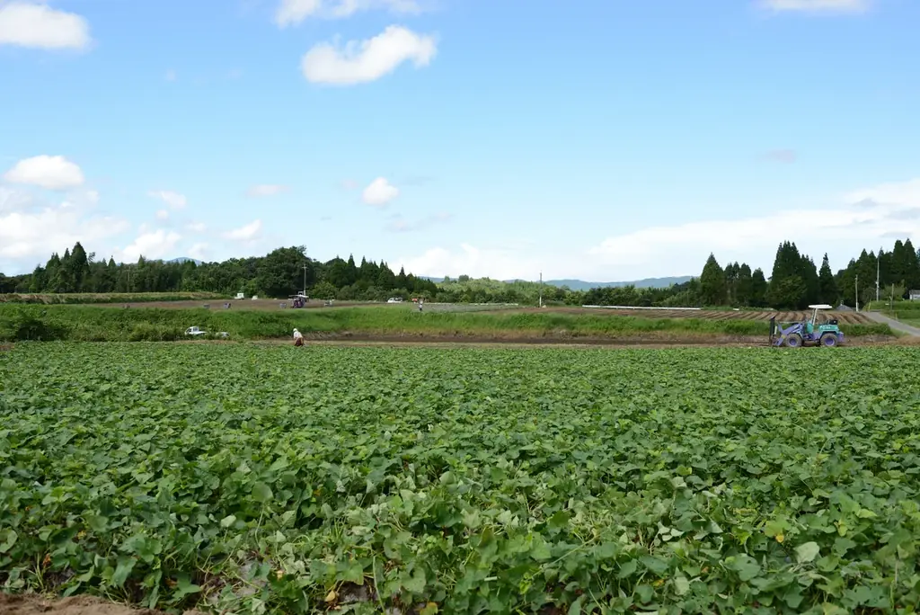 【フェア開催】新芋フェア2025！芋屋金次郎直営店舗にて10月10日～16日の7日間で開催！フェア期間中、商品ご購入の皆さまへ『つぶチョコ』1袋プレゼント！ 画像 12