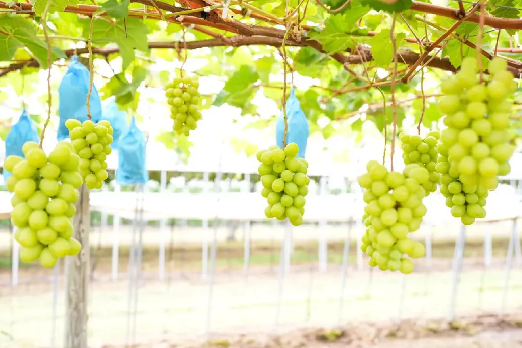 みずみずしい果汁と強い甘味。ひと口でとりこになる珠玉の一粒、見つけました。大丸札幌店で『ディスカバリー北海道』開催！ 画像 4