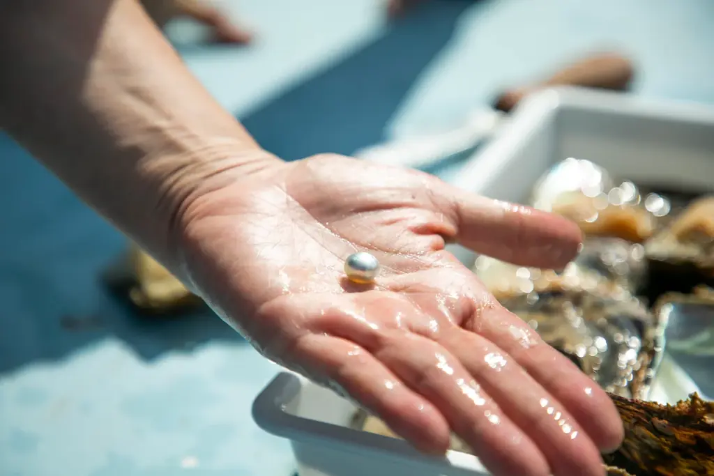 故人の遺骨から生まれる真珠の手元供養「Pearl Memory」サービス開始 画像 2