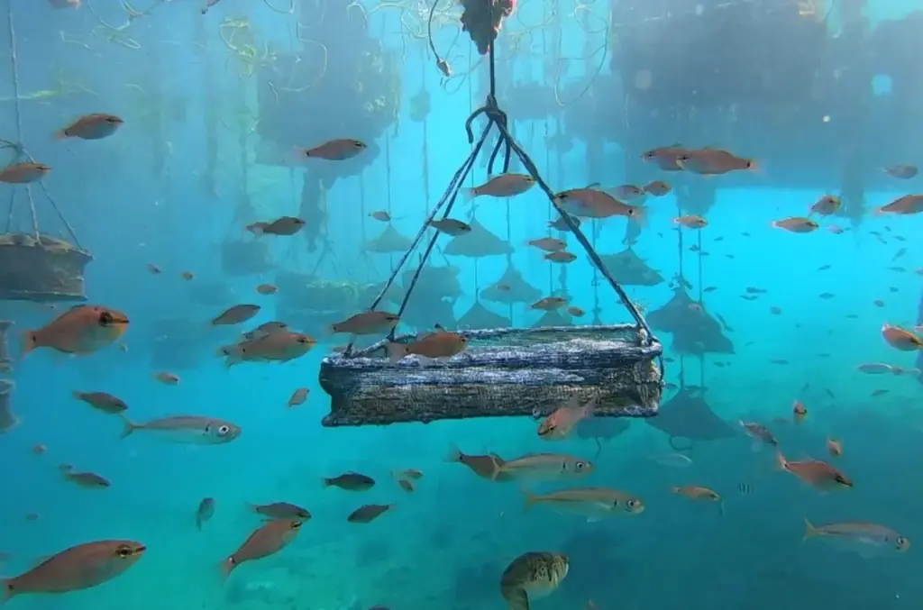 故人の遺骨から生まれる真珠の手元供養「Pearl Memory」サービス開始 画像 4