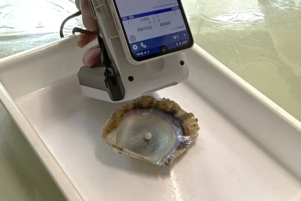 故人の遺骨から生まれる真珠の手元供養「Pearl Memory」サービス開始 画像 5