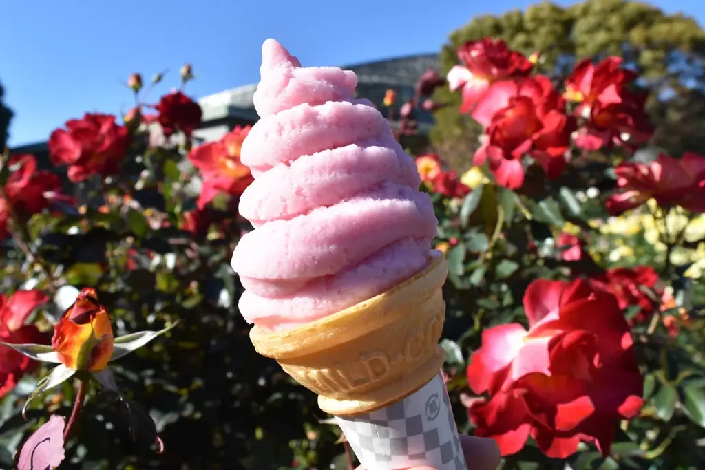 【入園無料】香り豊かな「秋バラ」約160品種360本が、10月中旬ころから見頃を迎えます（小田原フラワーガーデン） 画像 10