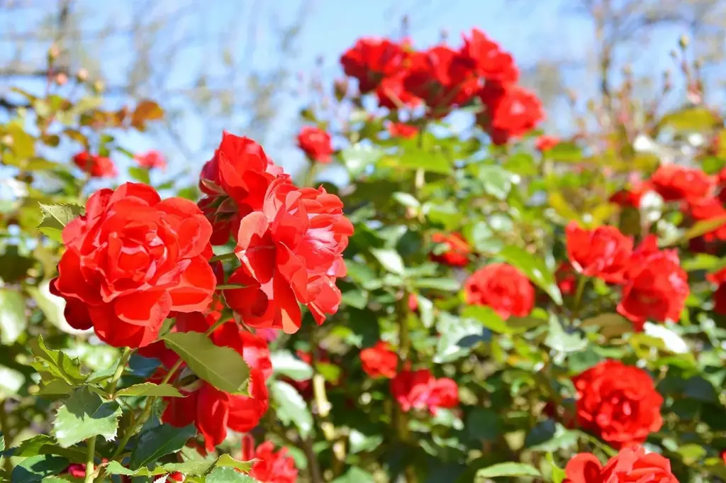 【入園無料】香り豊かな「秋バラ」約160品種360本が、10月中旬ころから見頃を迎えます（小田原フラワーガーデン） 画像 2