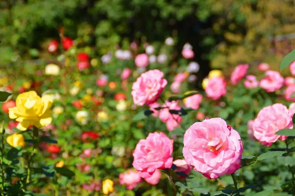 【入園無料】香り豊かな「秋バラ」約160品種360本が、10月中旬ころから見頃を迎えます（小田原フラワーガーデン） 画像 3