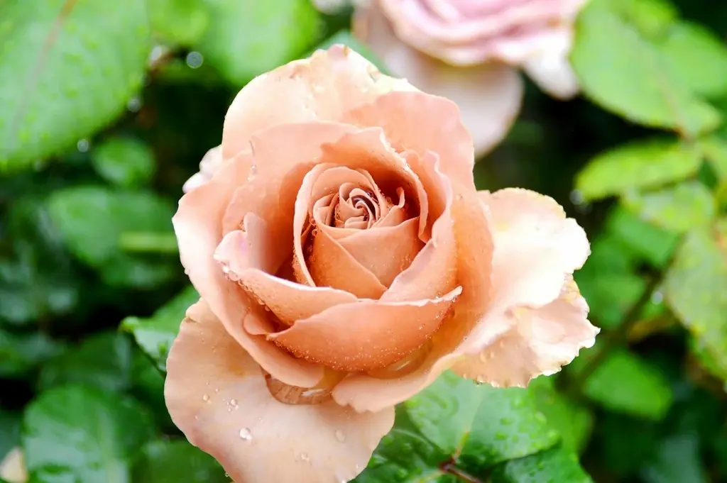 【入園無料】香り豊かな「秋バラ」約160品種360本が、10月中旬ころから見頃を迎えます（小田原フラワーガーデン） 画像 4