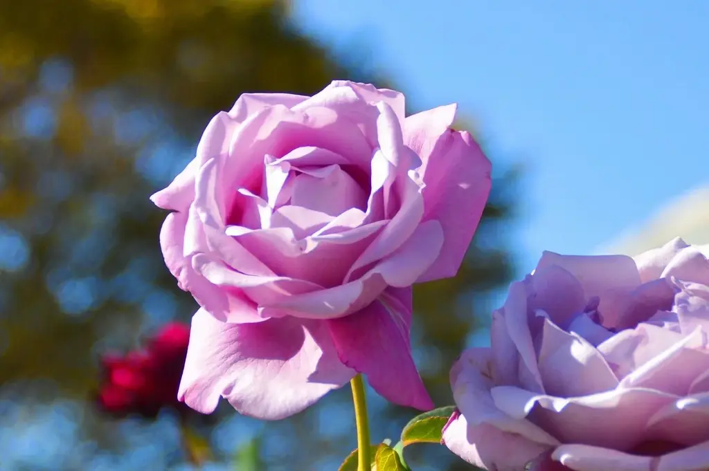 【入園無料】香り豊かな「秋バラ」約160品種360本が、10月中旬ころから見頃を迎えます（小田原フラワーガーデン） 画像 5