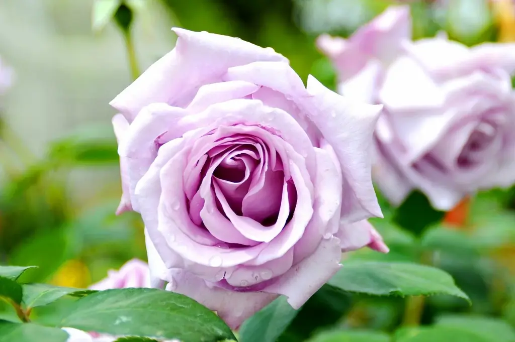 【入園無料】香り豊かな「秋バラ」約160品種360本が、10月中旬ころから見頃を迎えます（小田原フラワーガーデン） 画像 6