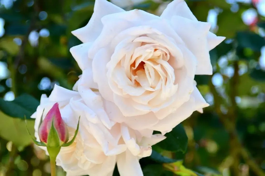 【入園無料】香り豊かな「秋バラ」約160品種360本が、10月中旬ころから見頃を迎えます（小田原フラワーガーデン） 画像 7