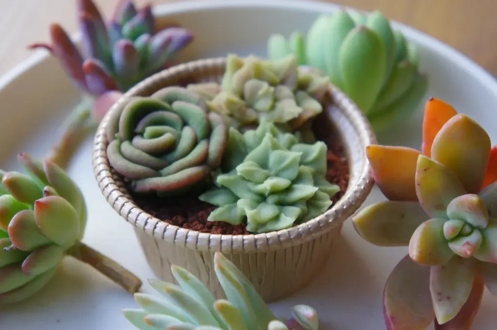 医療法人発「パティスリーコンサクレ」が神戸・北野異人館街の人気観光エリアに新店オープン！ 画像 5