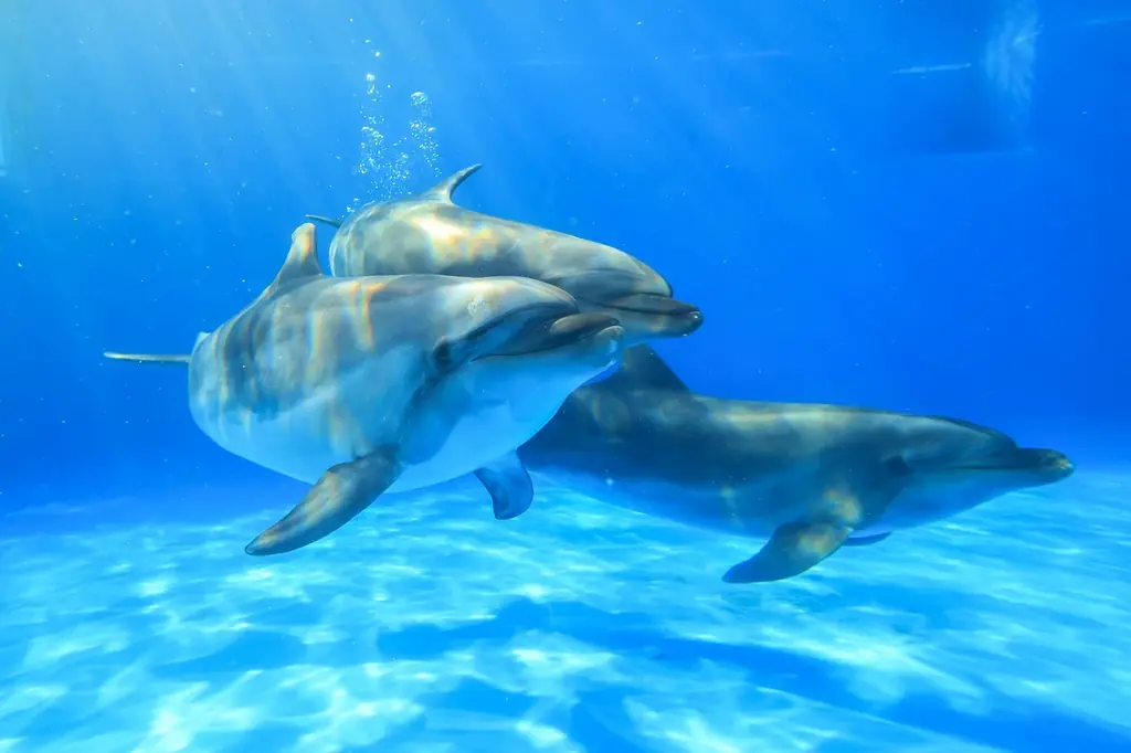 IFME×神戸須磨シーワールド『みらいキッズフットプロジェクト~海の生きもの博士への道！足から学ぶシーワールド~』 “足型測定会” と “○×クイズ”を実施、豪華なプレゼントも 画像 6