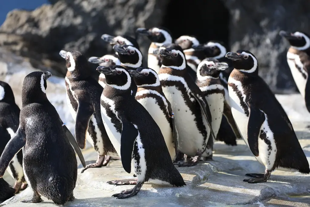 IFME×神戸須磨シーワールド『みらいキッズフットプロジェクト~海の生きもの博士への道！足から学ぶシーワールド~』 “足型測定会” と “○×クイズ”を実施、豪華なプレゼントも 画像 7