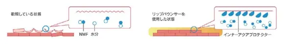 1本でリップケアとリップベースが同時に叶う唇用美容液フルーティ ペアーの香りの『リップ バウンサー』が選べる2タイプで登場！ 画像 4