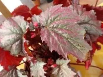 手柄山温室植物園で「秋のベゴニア展」を開催します。 画像 2