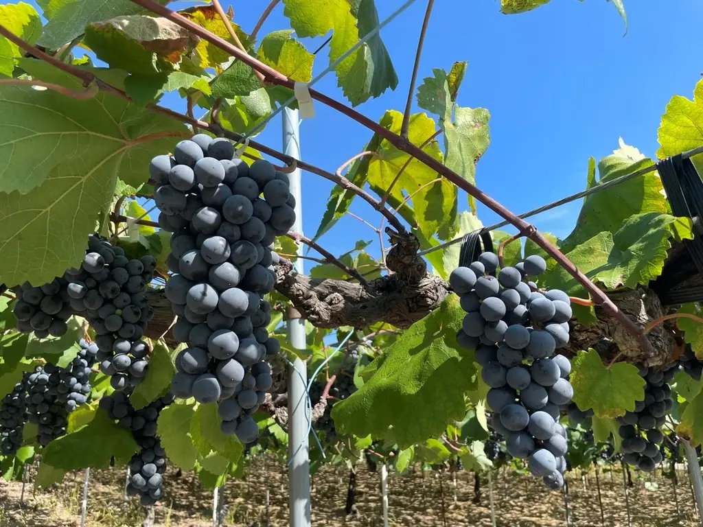 「長濱浪漫ビール」限定醸造ビール『Nagahama Grape Saison(ナガハマグレ－プセゾン)』を10月28日(火)より数量限定にて販売開始いたします 画像 2