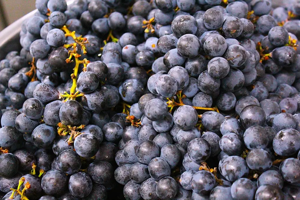 「長濱浪漫ビール」限定醸造ビール『Nagahama Grape Saison(ナガハマグレ－プセゾン)』を10月28日(火)より数量限定にて販売開始いたします 画像 3