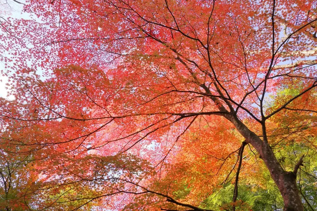 「大阪・関西万博」未使用チケットで5,000円OFF！秋の自然を満喫する温泉つきグランピングキャンペーンを開催【ウッドデザインパーク与位】 画像 4