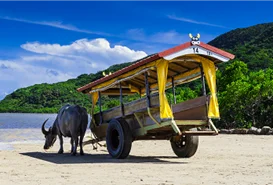 10月23日開始｜由布島の水牛車がクレカタッチ対応に