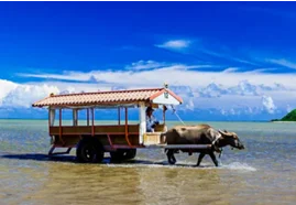 【水牛車もクレカのタッチ決済で乗車！】10月23日から由布島水牛車でクレジットカード等のタッチ決済による乗車サービスを開始します 画像 2