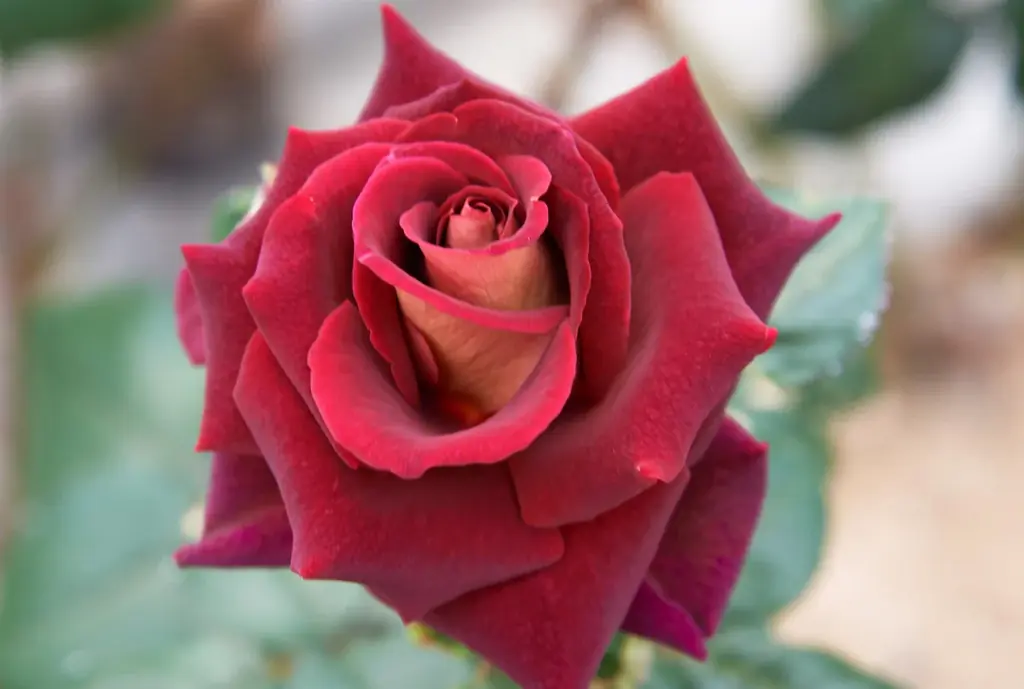 自社バラ園のバラから抽出した飲む美容液 新発売 画像 10