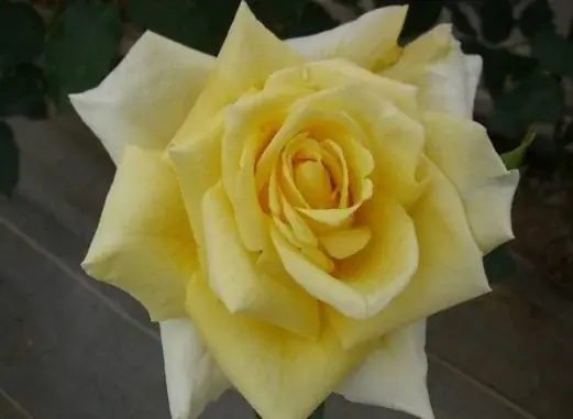 自社バラ園のバラから抽出した飲む美容液 新発売 画像 11