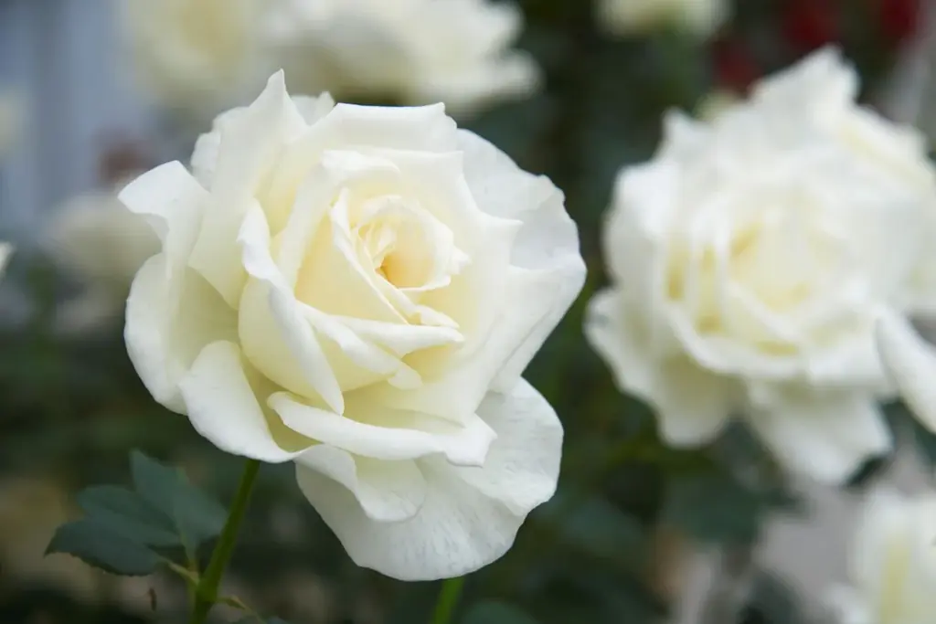 自社バラ園のバラから抽出した飲む美容液 新発売 画像 12