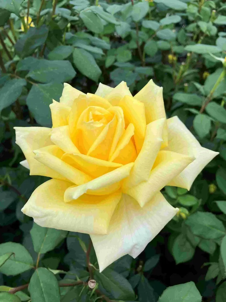 自社バラ園のバラから抽出した飲む美容液 新発売 画像 14