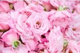 自社バラ園のバラから抽出した飲む美容液 新発売 画像 2