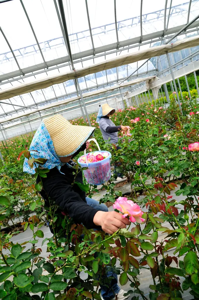 自社バラ園のバラから抽出した飲む美容液 新発売 画像 7