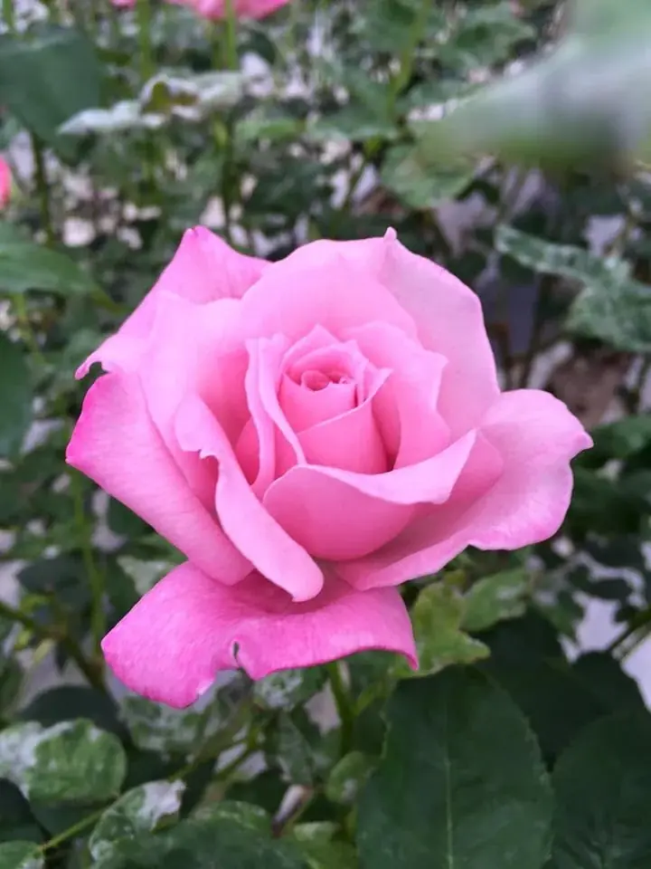 自社バラ園のバラから抽出した飲む美容液 新発売 画像 8