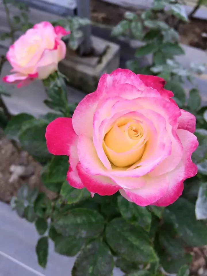 自社バラ園のバラから抽出した飲む美容液 新発売 画像 9