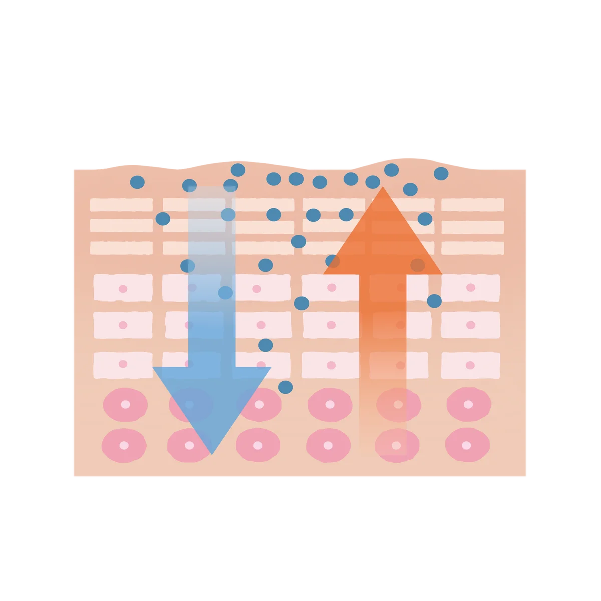 水をほぼ使わない美容液『STEMORA BoostExosome®︎（ステモーラブーストエクソソーム）』デビュー　10月15日(水)新発売 画像 2