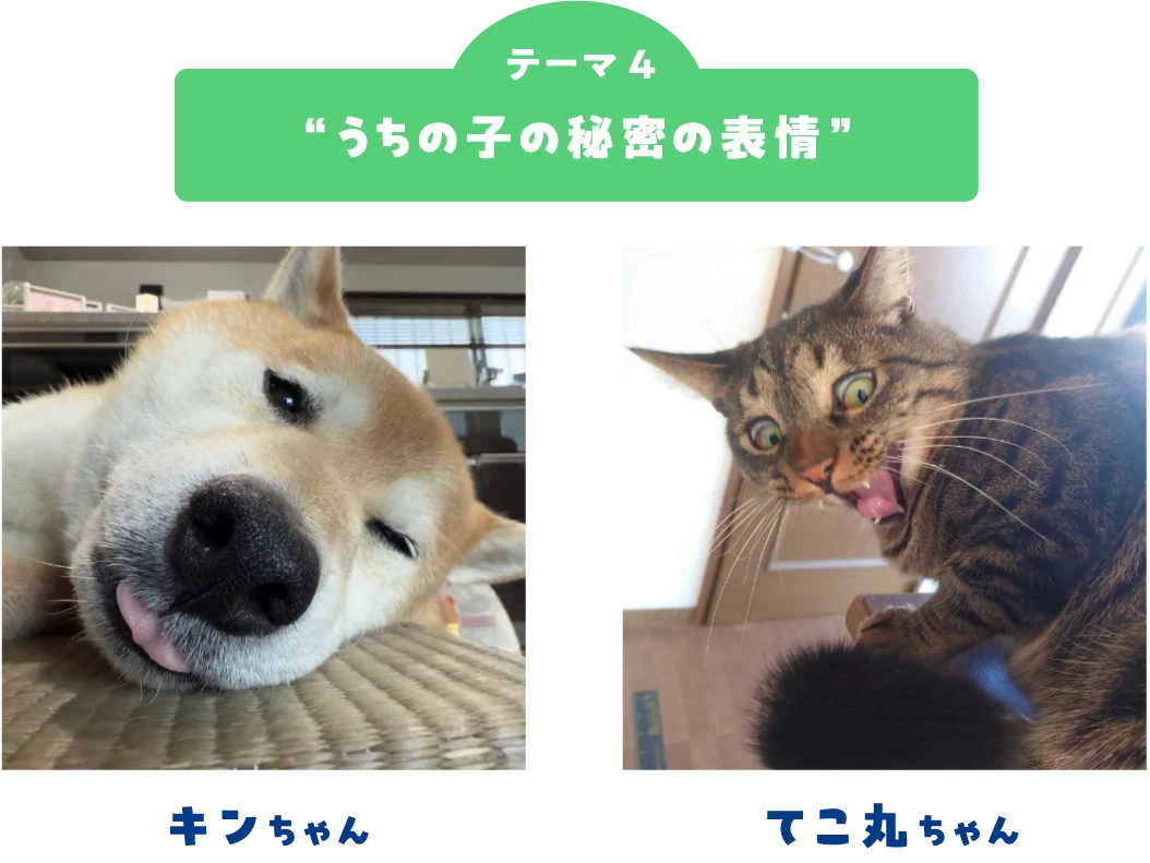 ペット写真6万件超！「うちの子フォトコンテスト2025」結果発表 画像 5