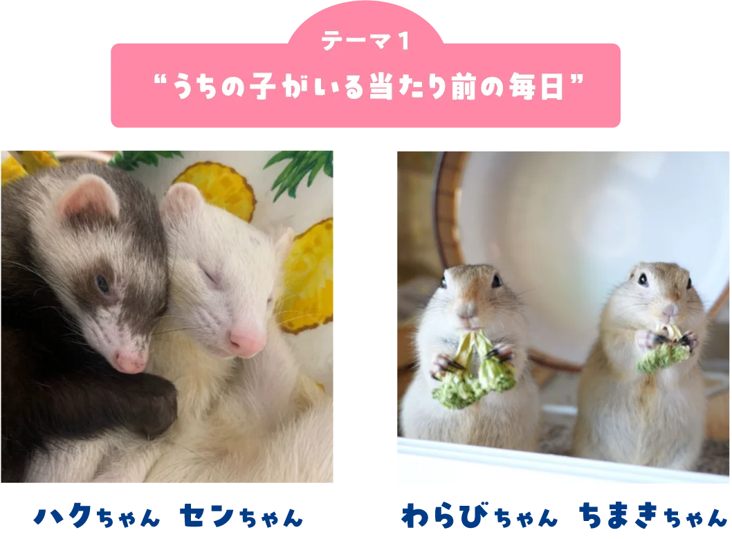 ペット写真6万件超！「うちの子フォトコンテスト2025」結果発表 画像 6