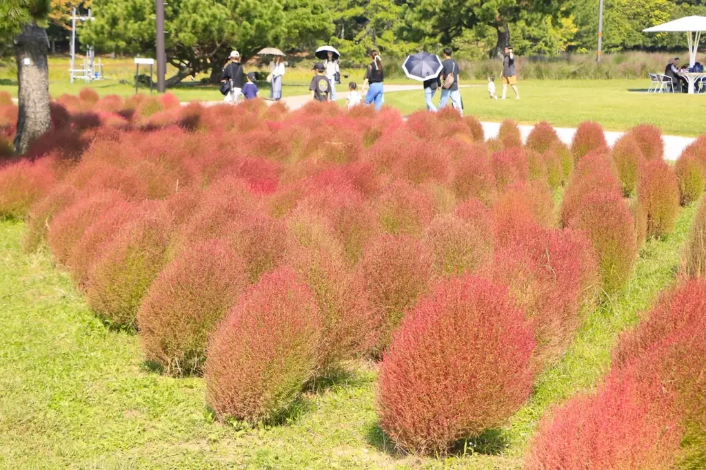 海の中道でコキア見頃　10月下旬まで真っ赤な紅葉
