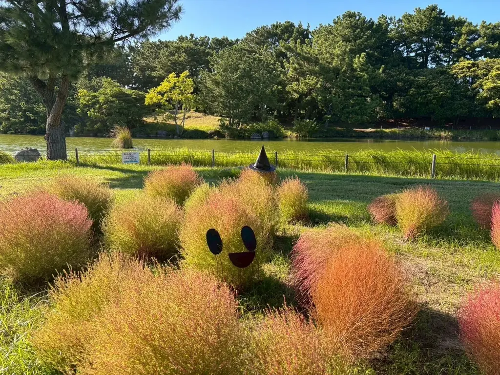 コキア紅葉見頃【国営海の中道海浜公園】 画像 3