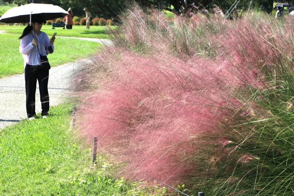 海の中道でピンクの穂が見頃 ミューレンベルギア