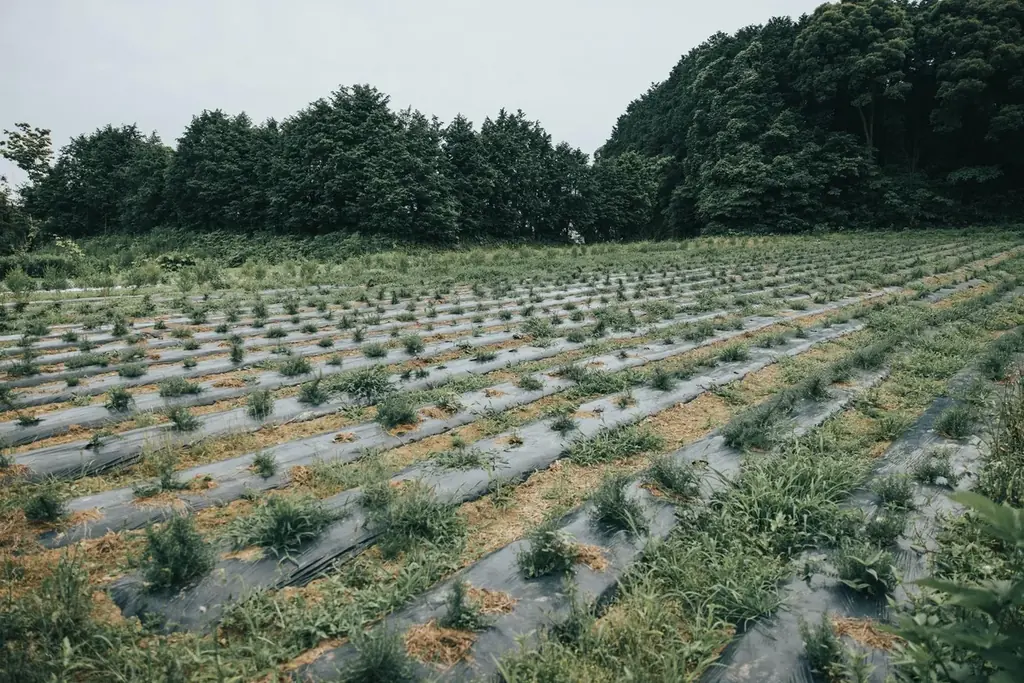 国産精油が生まれる蒸留所「THREE Aroma Distillery」2025年10月19日、佐賀県唐津市呼子町にオープン。 画像 7