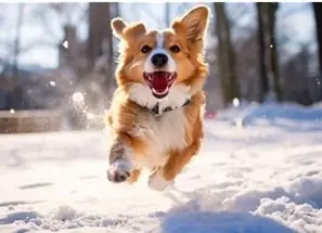 めいほうスキー場が平日限定でワンちゃんゲレンデ導入