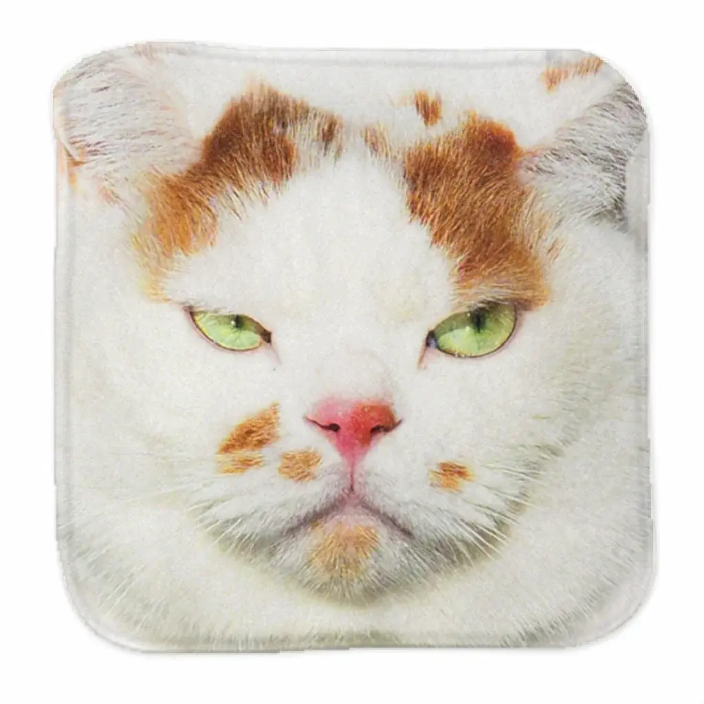 あの猫とお父さんの攻防がまさかのグッズ化　写真集『メイ先輩』特大パネルも登場 画像 12