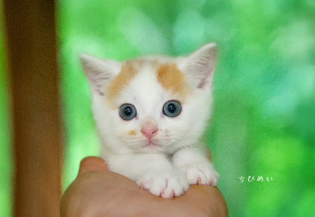 あの猫とお父さんの攻防がまさかのグッズ化　写真集『メイ先輩』特大パネルも登場 画像 16