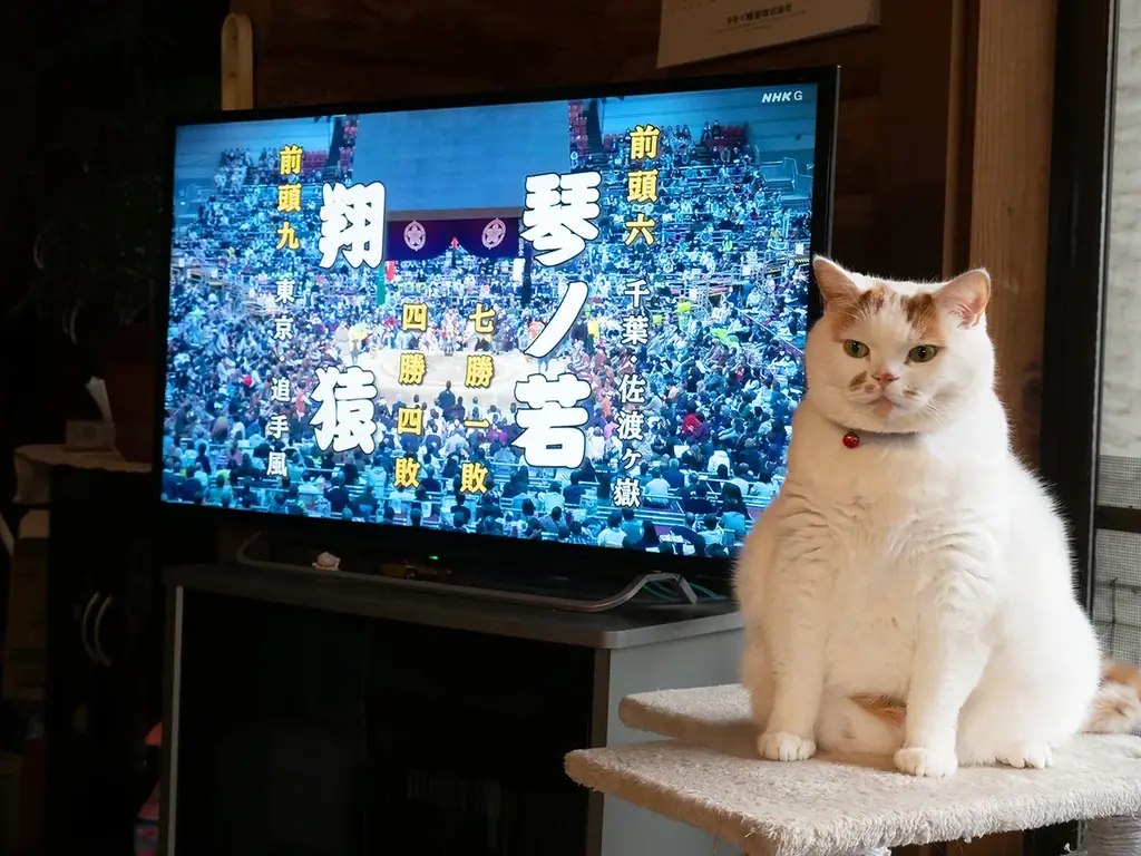 あの猫とお父さんの攻防がまさかのグッズ化　写真集『メイ先輩』特大パネルも登場 画像 3