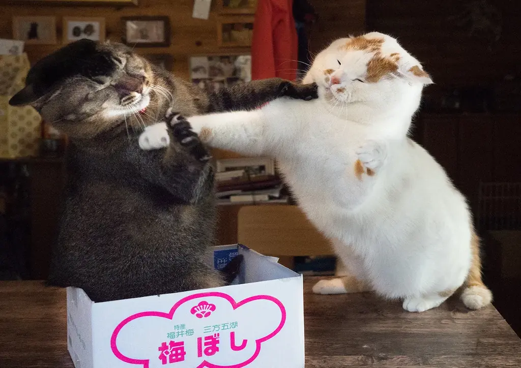 あの猫とお父さんの攻防がまさかのグッズ化　写真集『メイ先輩』特大パネルも登場 画像 4