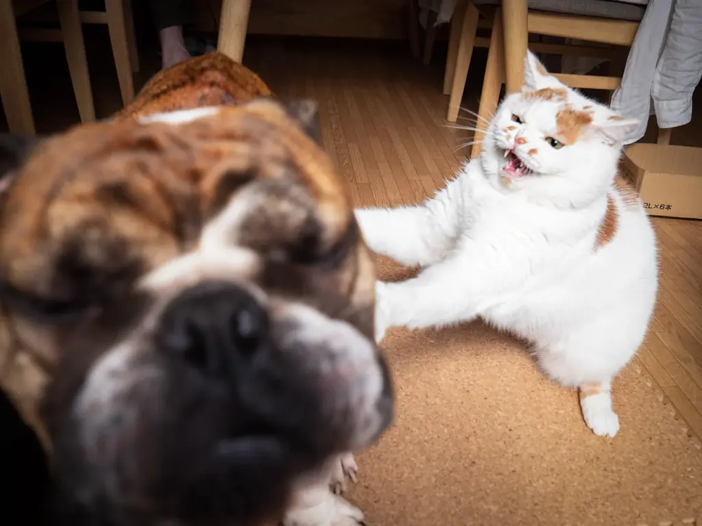 あの猫とお父さんの攻防がまさかのグッズ化　写真集『メイ先輩』特大パネルも登場 画像 5